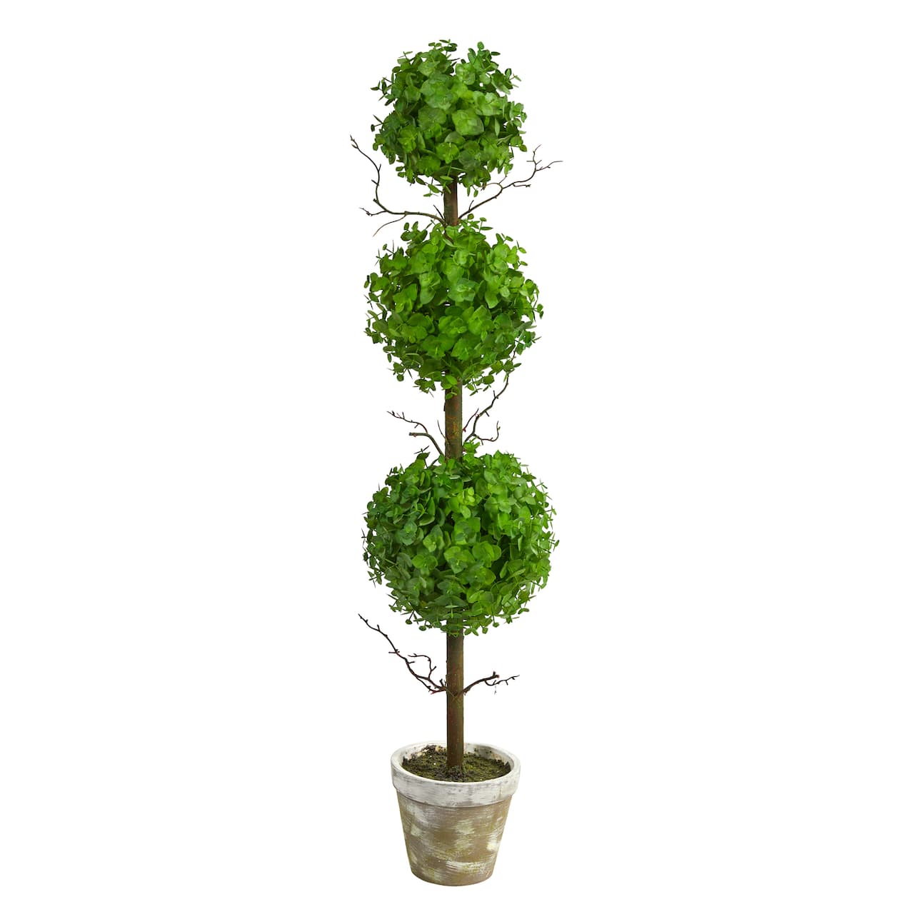 3ft. Potted Eucalyptus Triple Ball Topiary Tree